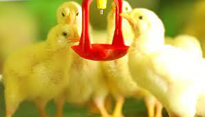 NVTI Diploma in Poultry Science